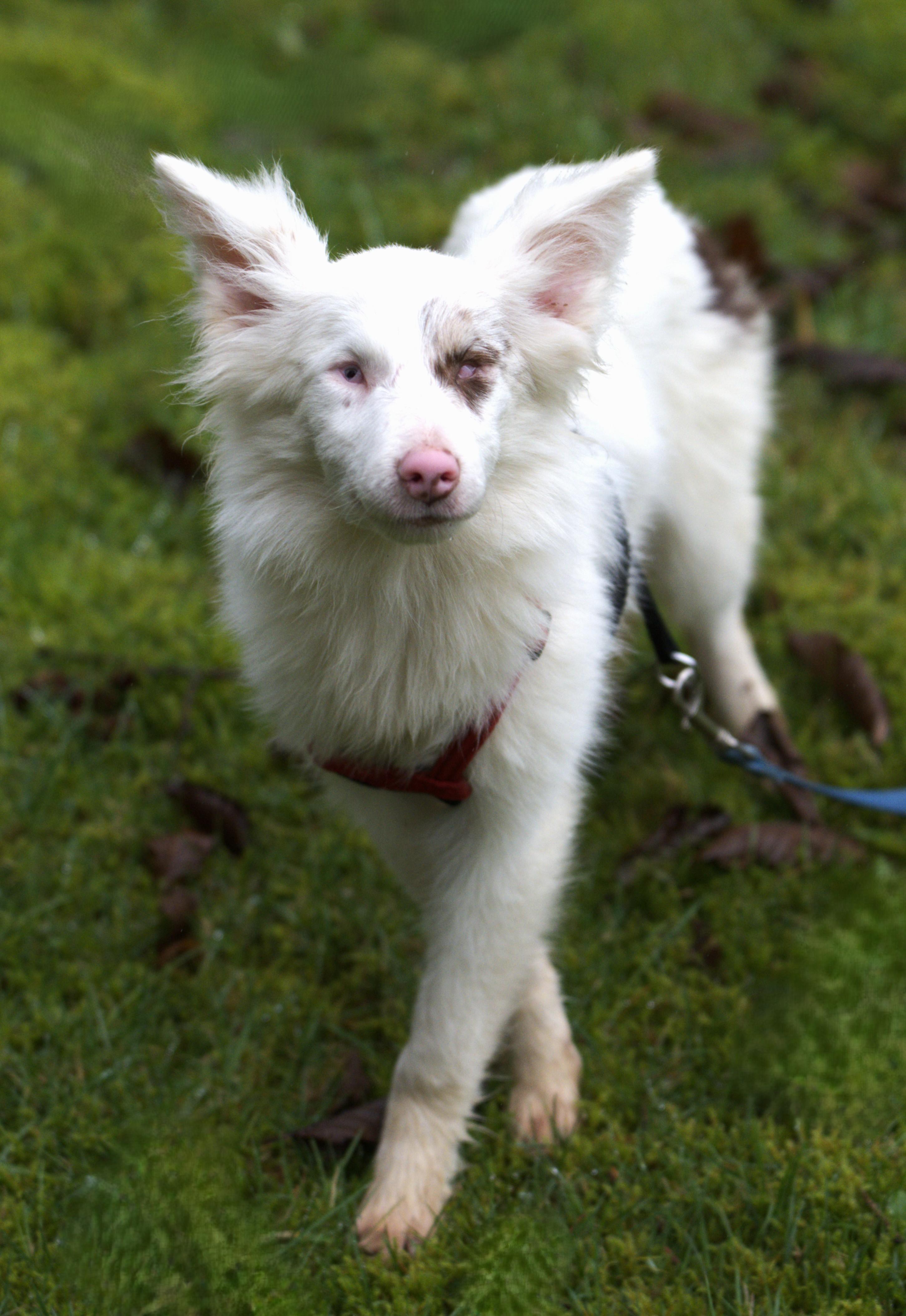 Zuko, a Adoptable Australian Shepherd in Hoquiam, WA image 4/6