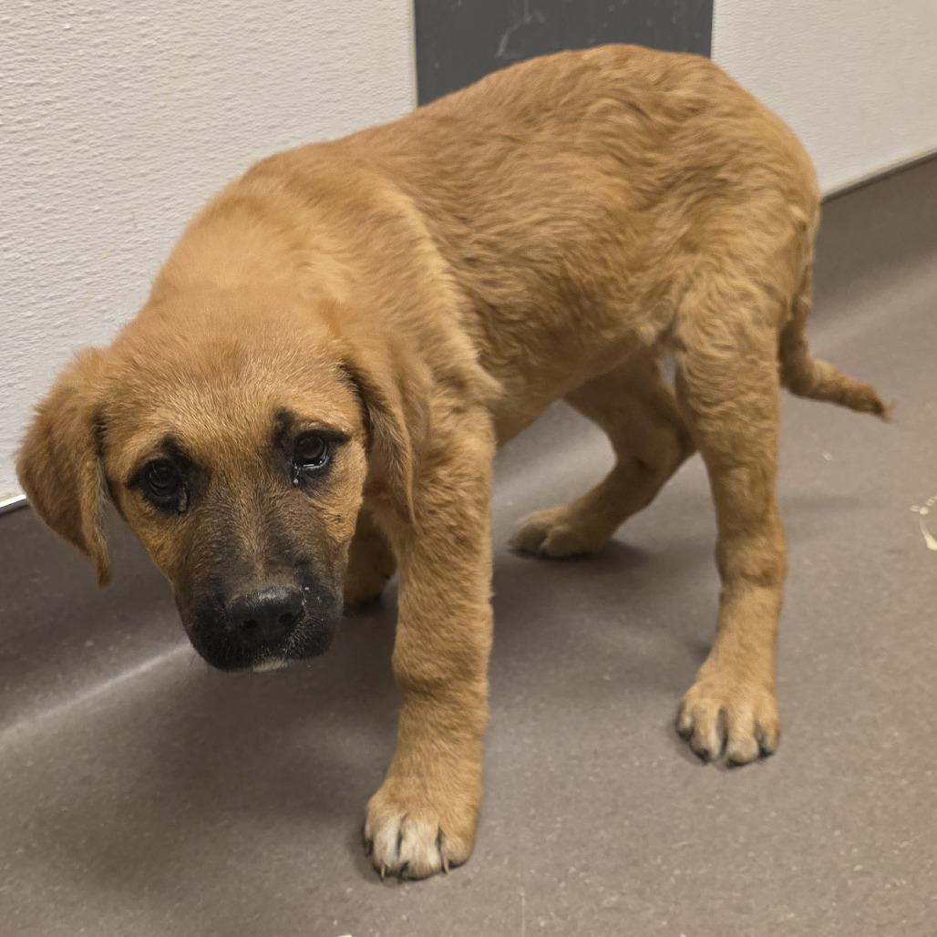 Enlarge Stetson, a Adoptable Anatolian Shepherd in Norman, OK image 2/2