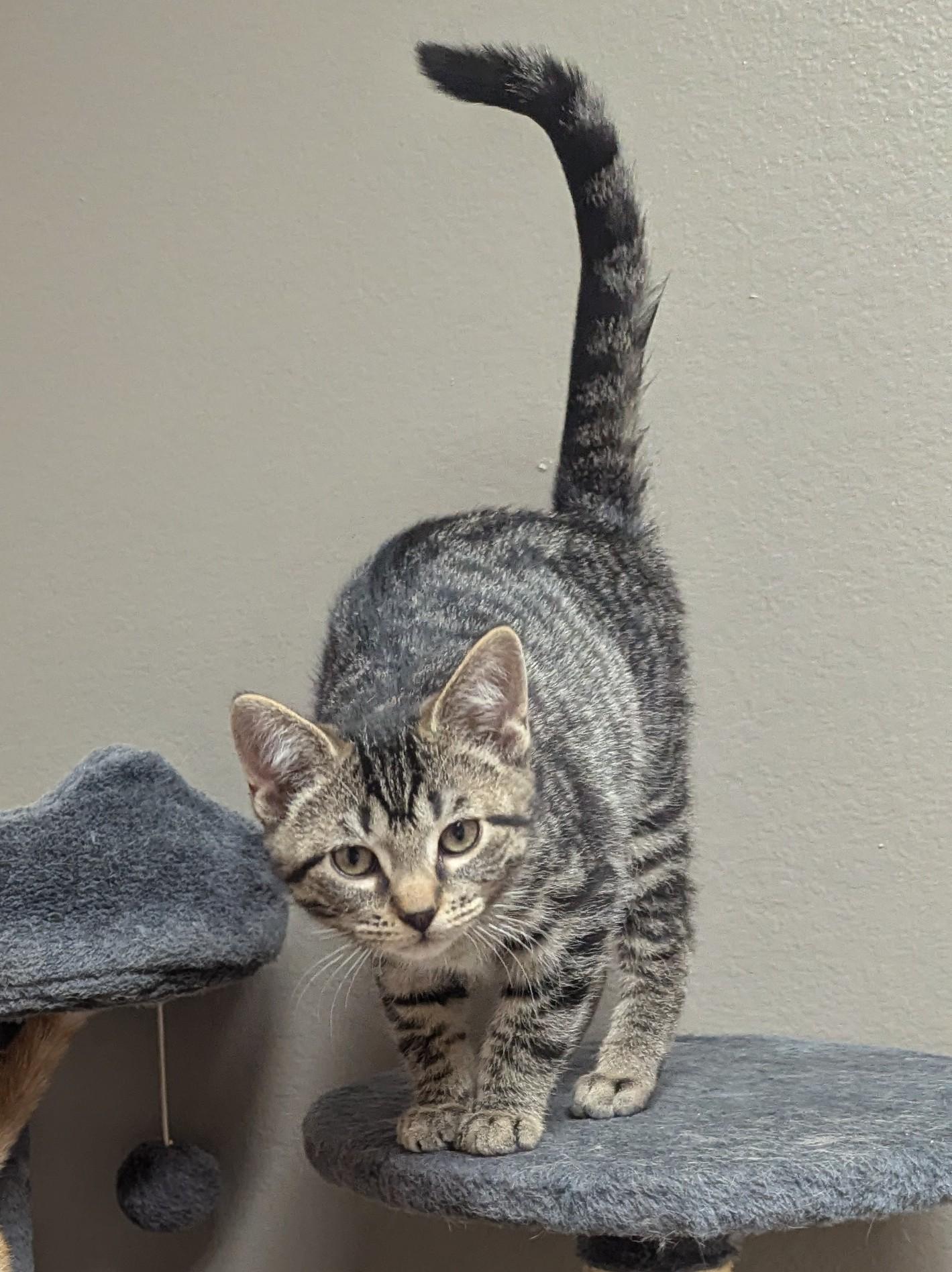 Alfredo, Adoptable, Kitten Male Domestic Short Hair.