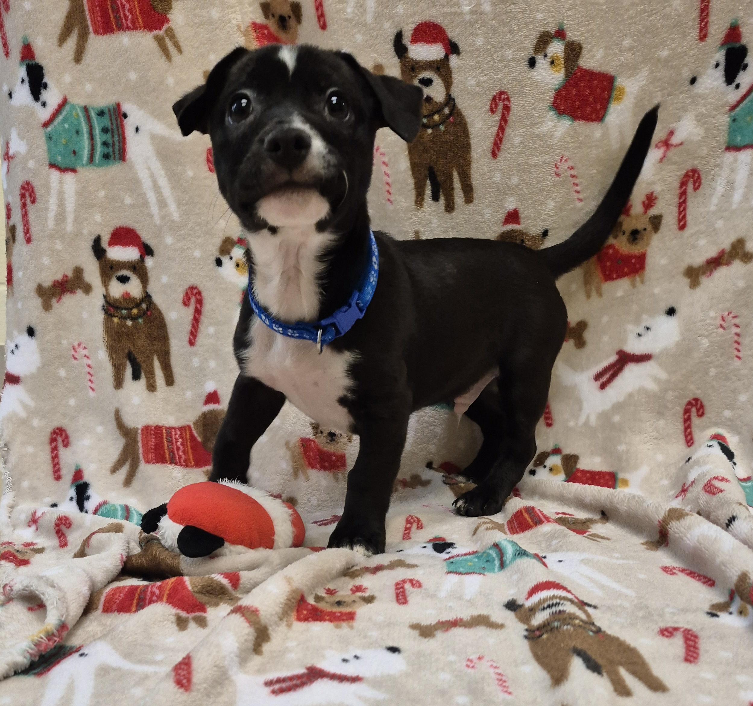 Thrawn, ADOPTABLE, Young Male Boxer.