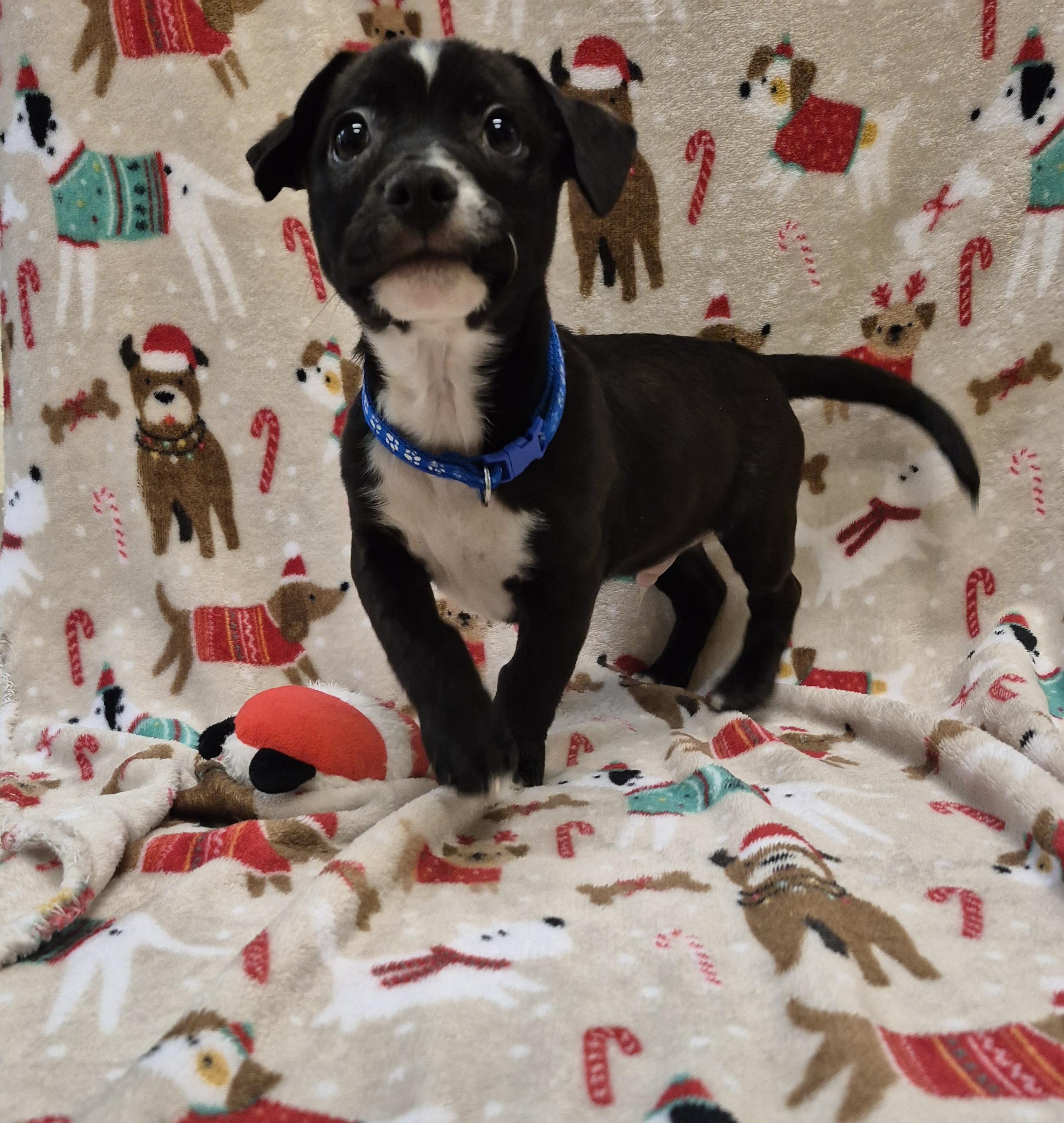 Enlarge Thrawn, a ADOPTABLE Boxer in Schertz, TX image 2/3