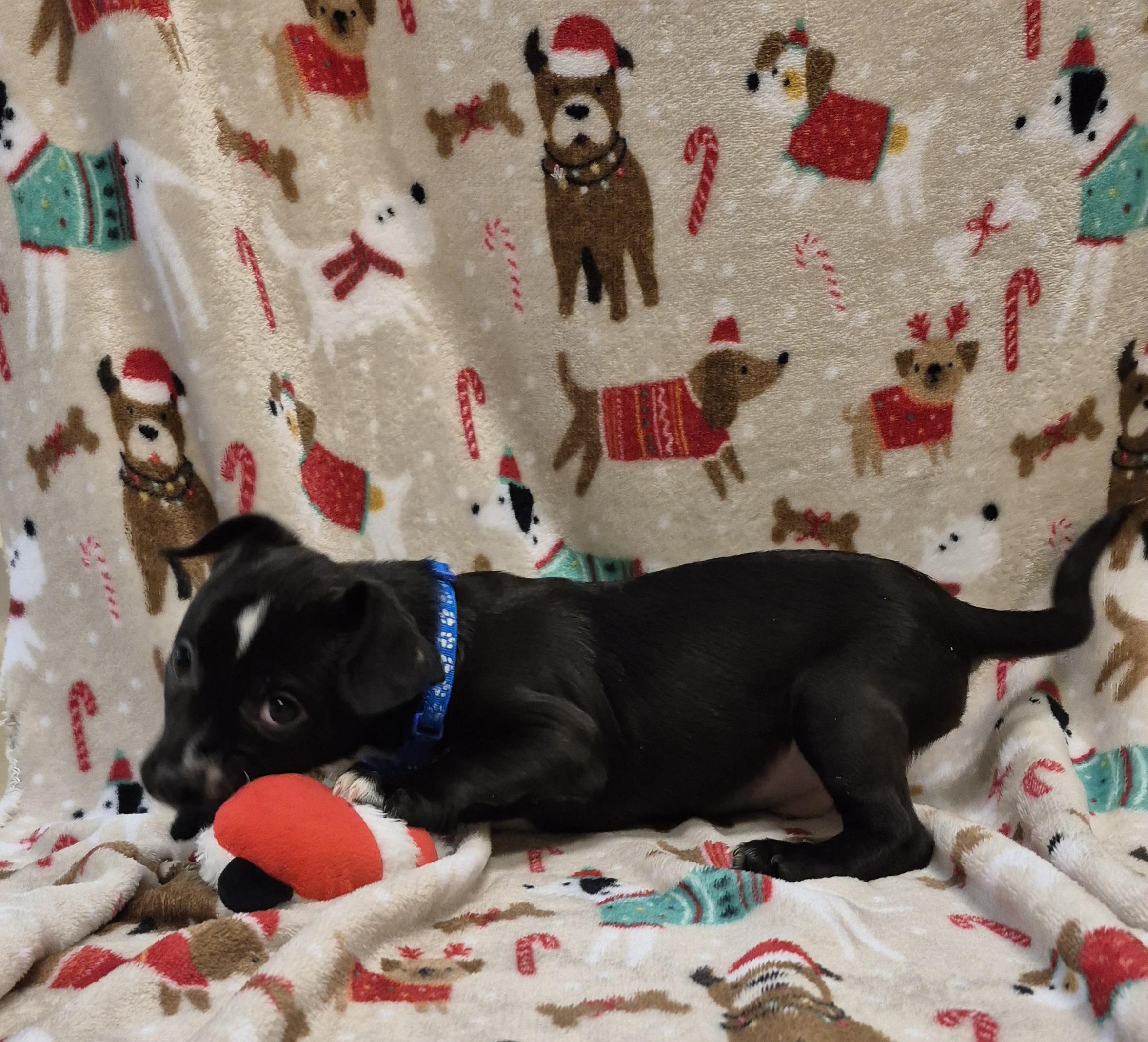 Enlarge Thrawn, a ADOPTABLE Boxer in Schertz, TX image 3/3