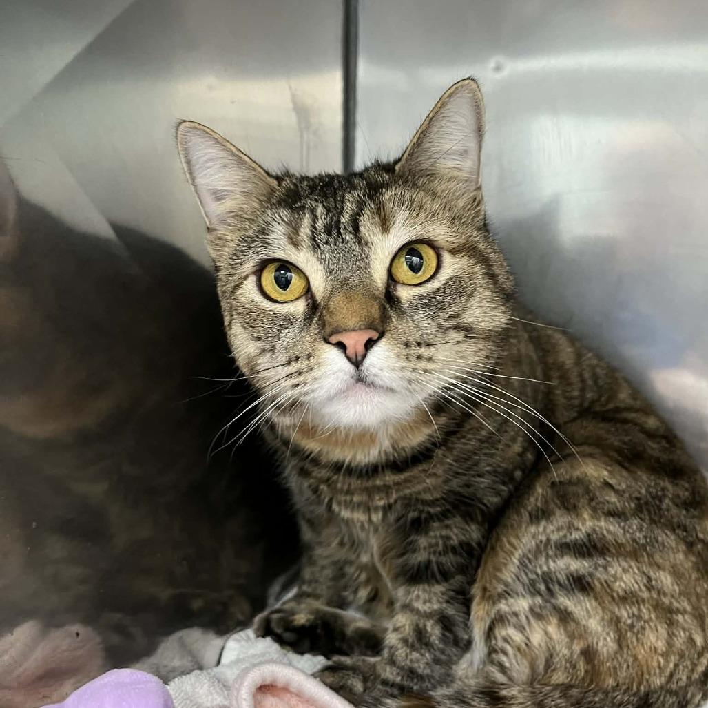 Bijou, Adoptable, Adult Female Domestic Short Hair.