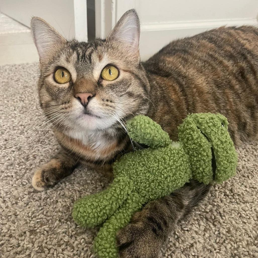 Enlarge Bijou, a Adoptable Domestic Short Hair in Harrisonburg, VA image 4/6