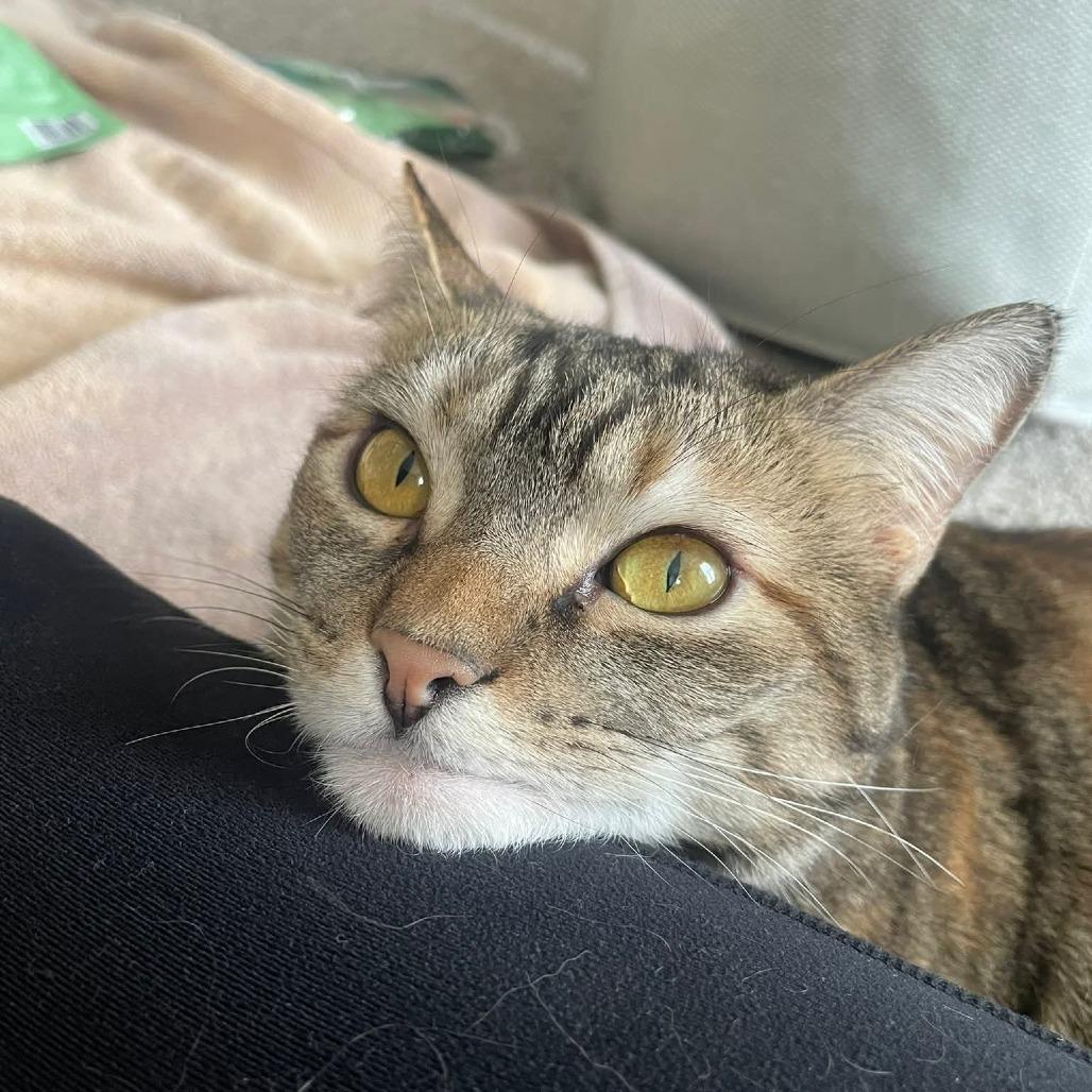 Enlarge Bijou, a Adoptable Domestic Short Hair in Harrisonburg, VA image 5/6