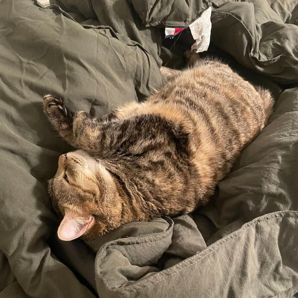 Enlarge Bijou, a Adoptable Domestic Short Hair in Harrisonburg, VA image 6/6