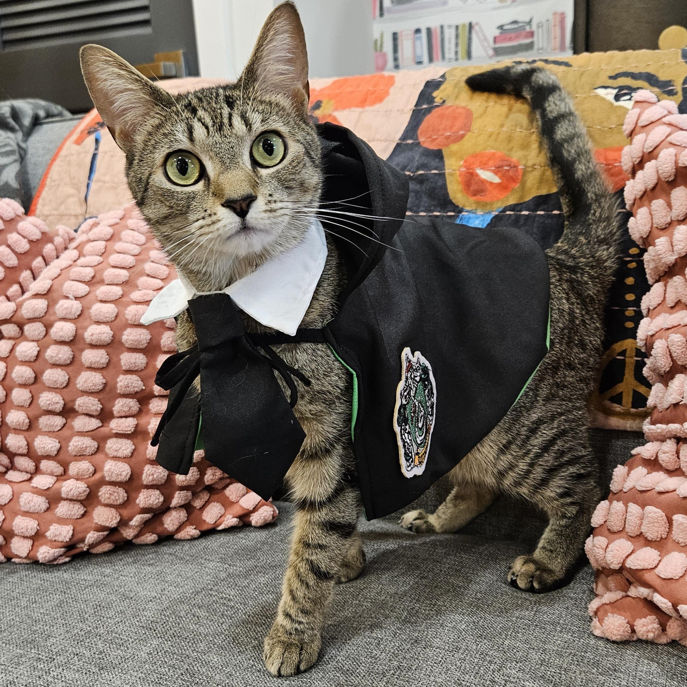 Zara, ADOPTABLE, Adult Female Tabby & Domestic Short Hair.