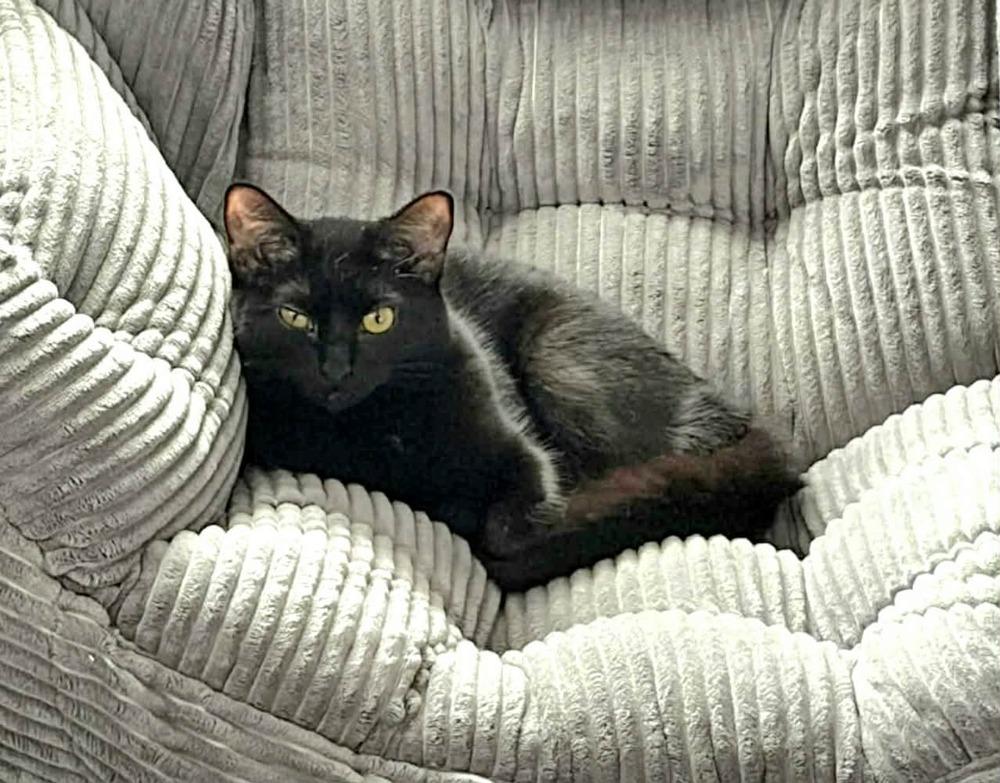 Lil' Spice, a Adoptable Domestic Short Hair in Plymouth, MN image 1/4