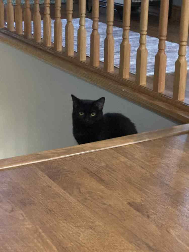 Lil' Spice, a Adoptable Domestic Short Hair in Plymouth, MN image 3/4