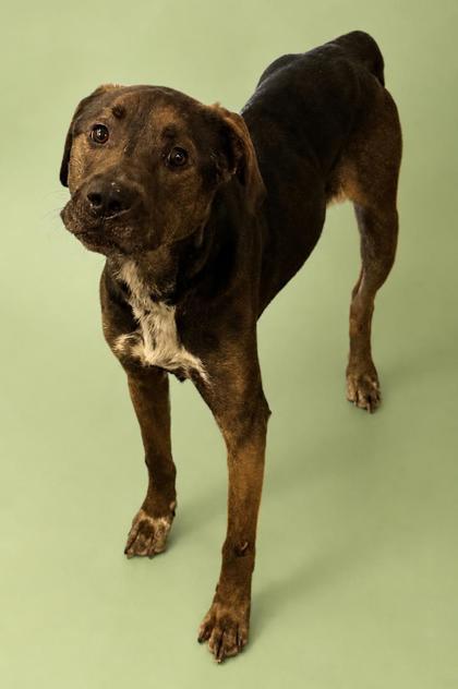 Jack, Adoptable, Adult Male Pit Bull Terrier & Mixed Breed.