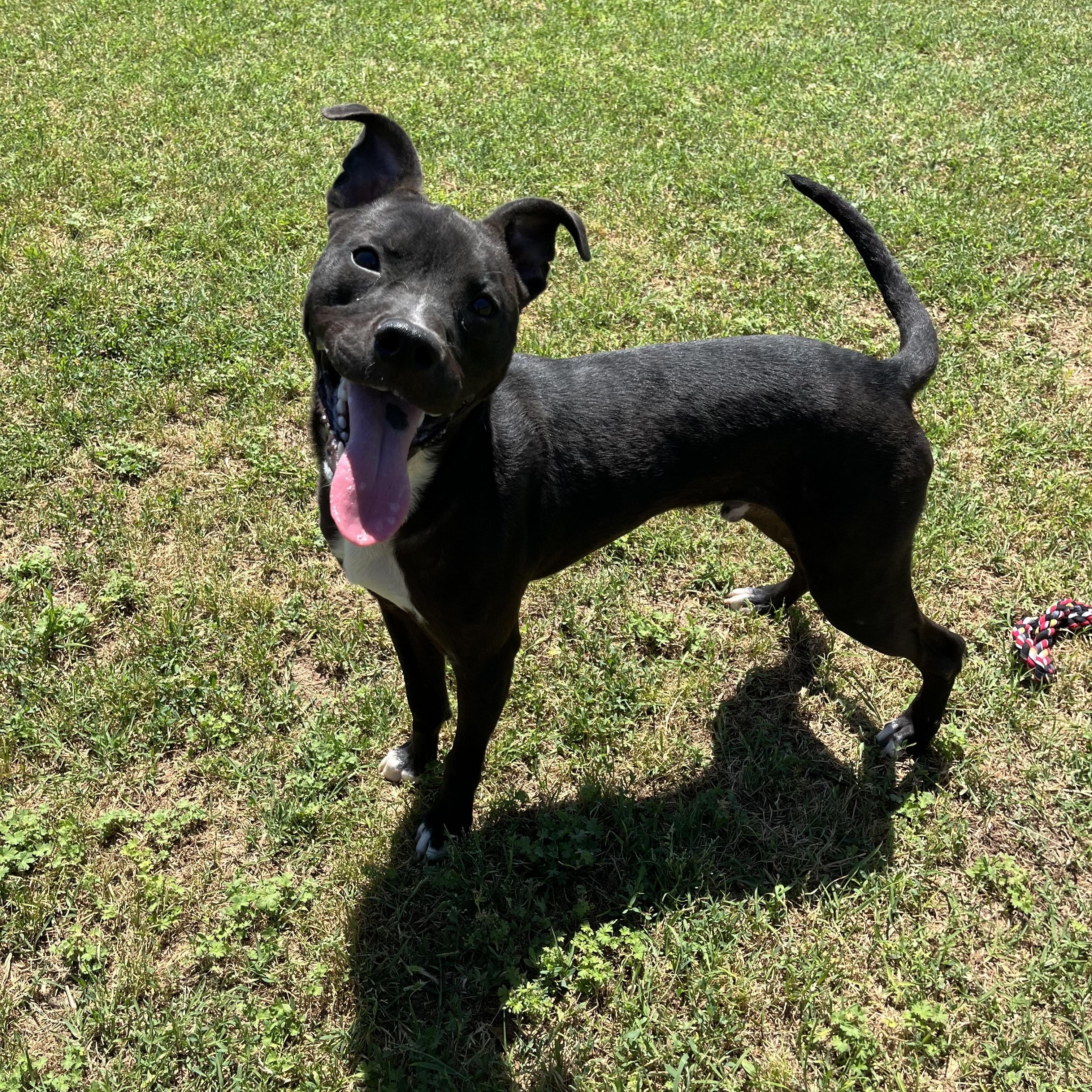 Missouri, Young Male Mixed Breed