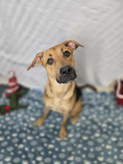 JASSI, Adoptable, Young Female German Shepherd Dog & Labrador Retriever.