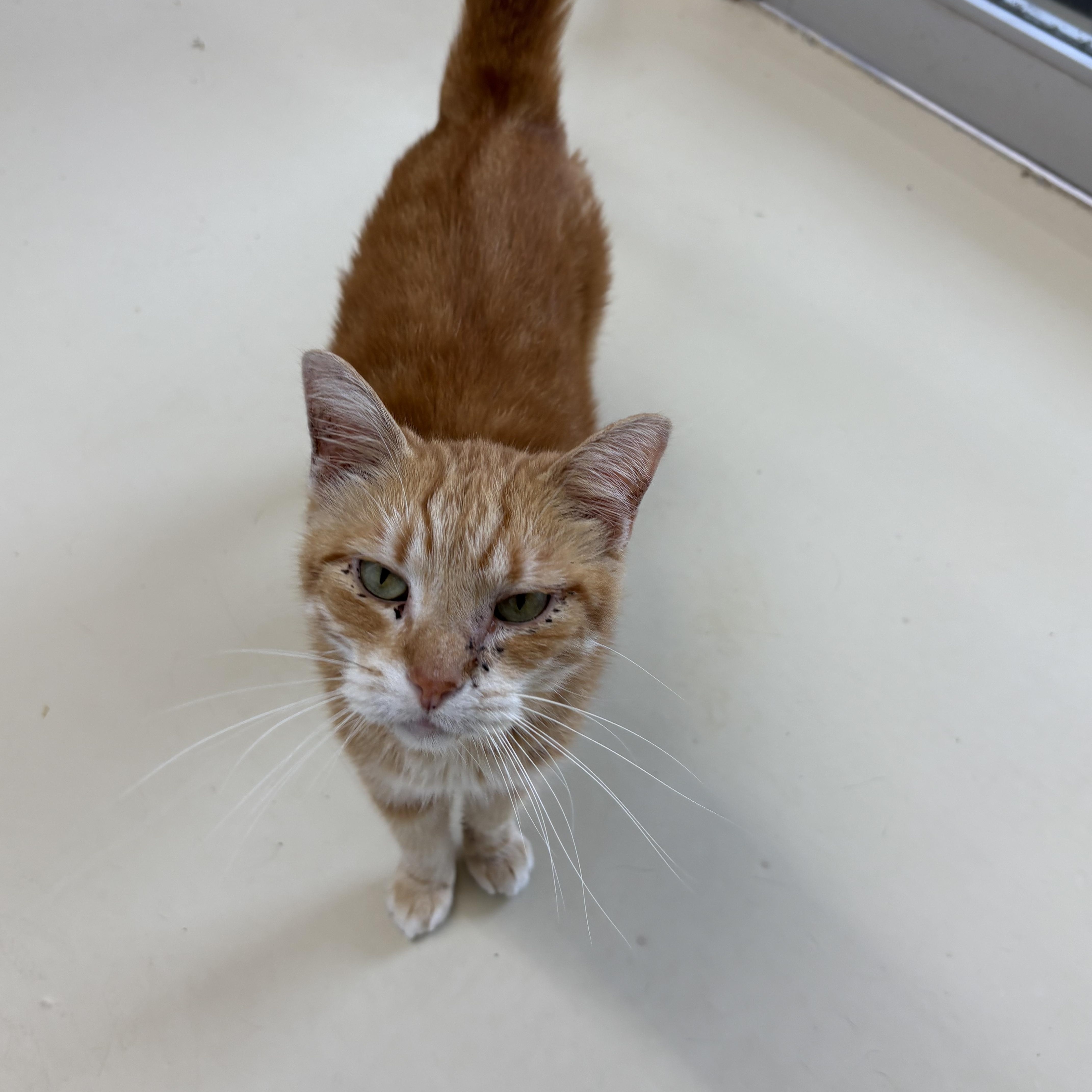 Angelo, Adoptable, Adult Male Domestic Short Hair.