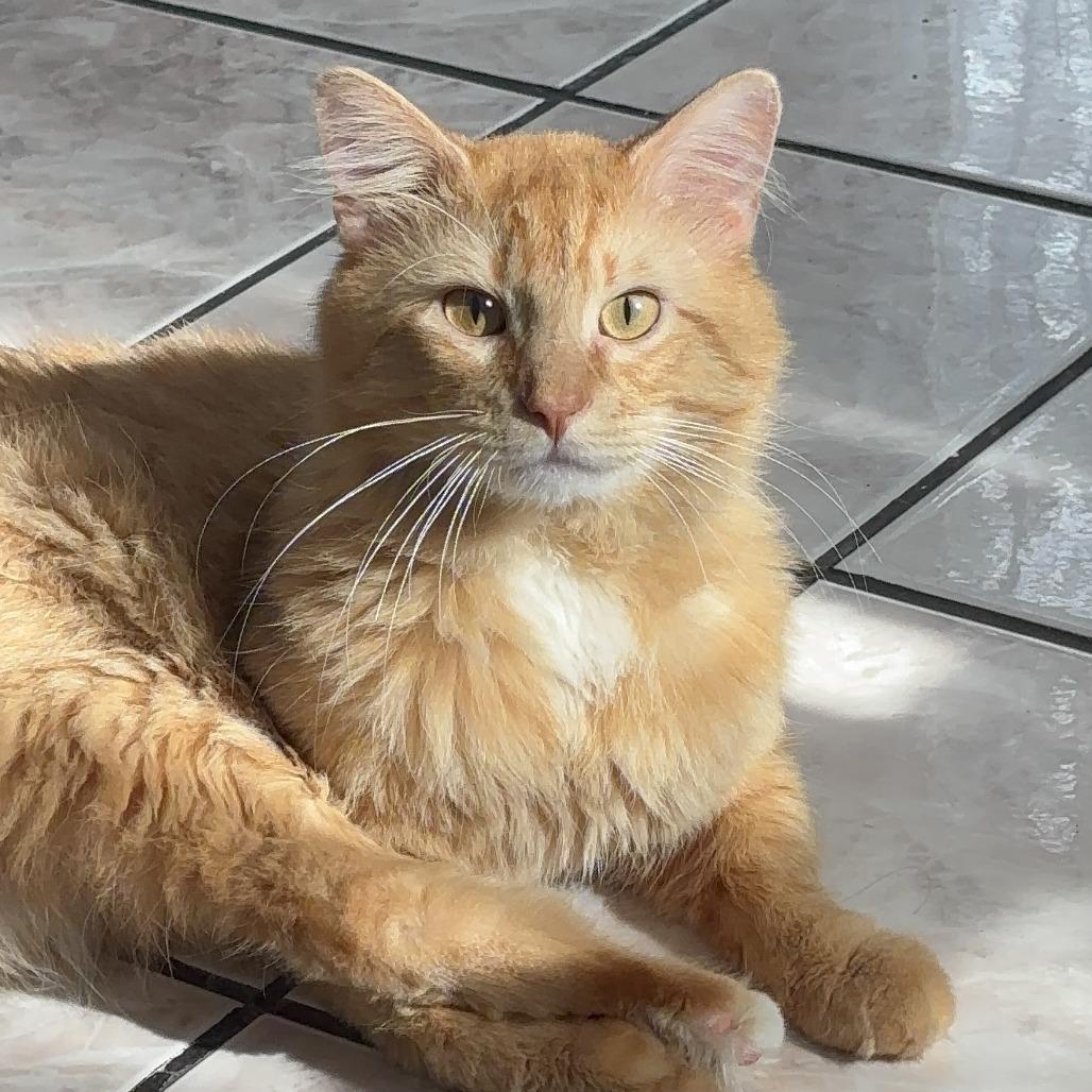 Butters - Home to Home, Adoptable, Adult Male Maine Coon.
