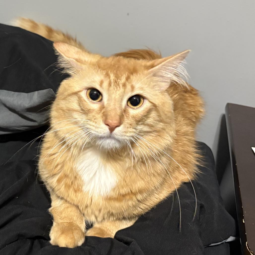 Enlarge Butters - Home to Home, a Adoptable Maine Coon in South Elgin, IL image 2/3