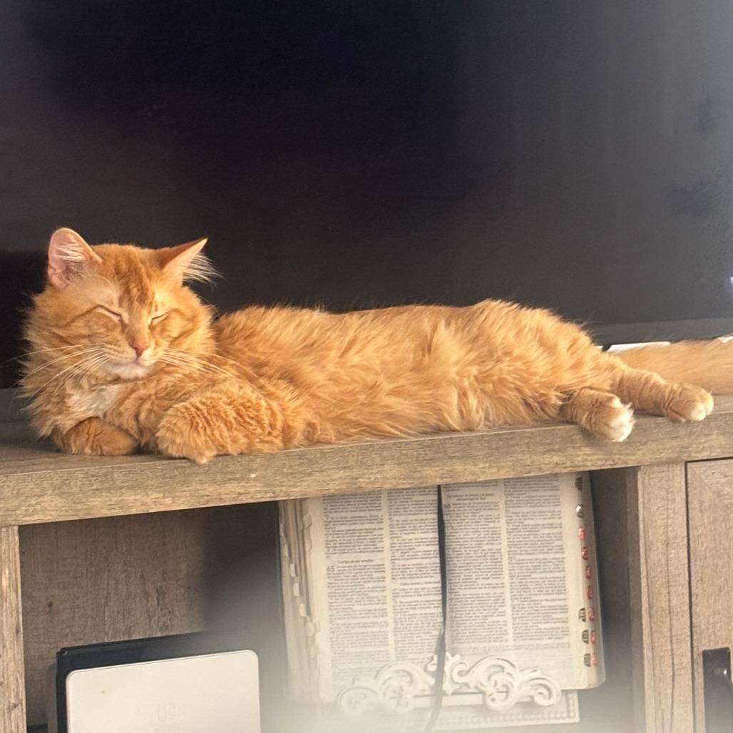Enlarge Butters - Home to Home, a Adoptable Maine Coon in South Elgin, IL image 3/3
