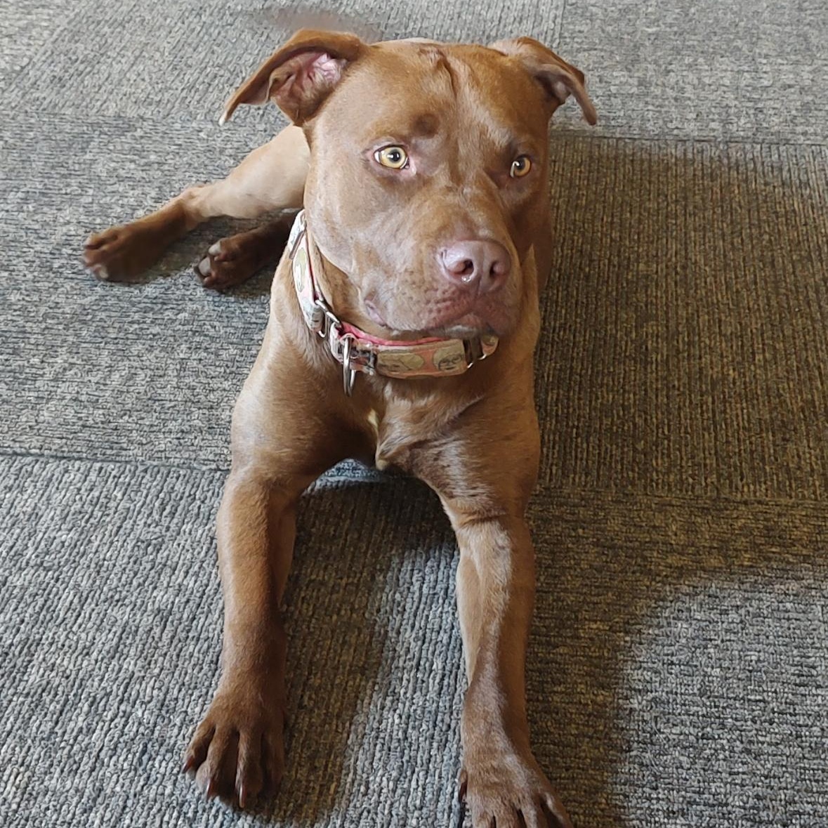 Eliana, a Adoptable mixed breed in Kansas City, MO image 3/5