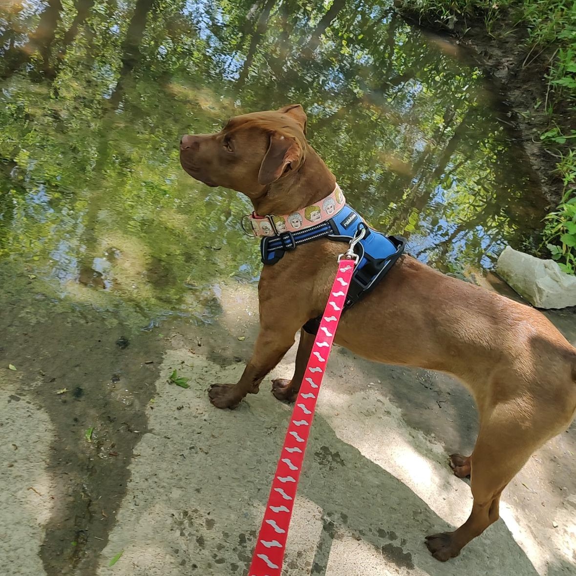 Eliana, a Adoptable mixed breed in Kansas City, MO image 4/5