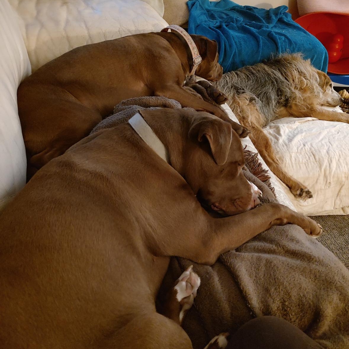 Eliana, a Adoptable mixed breed in Kansas City, MO image 5/5