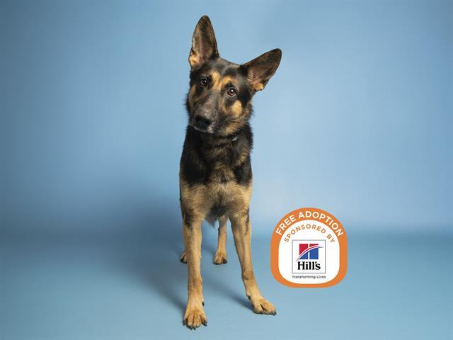 Enlarge VADER, a Adoptable German Shepherd Dog in Phoenix, AZ image 1/1