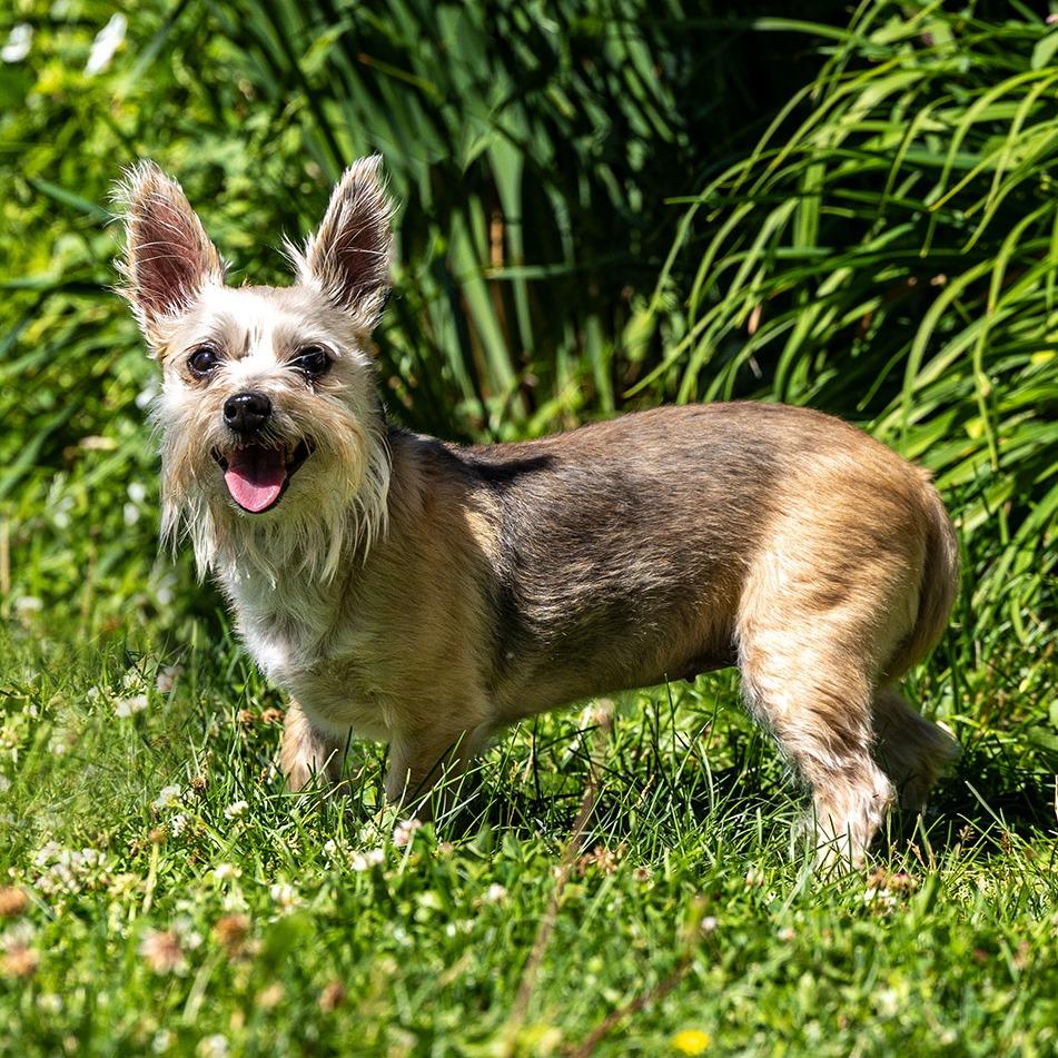 Nala, Adoptable, Senior Female Yorkshire Terrier & Chihuahua.