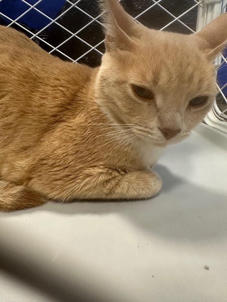 Talley, Adoptable, Young Female Domestic Short Hair.