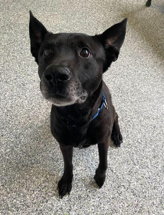 Moose, a ADOPTABLE mixed breed in Jackson, MI image 4/5