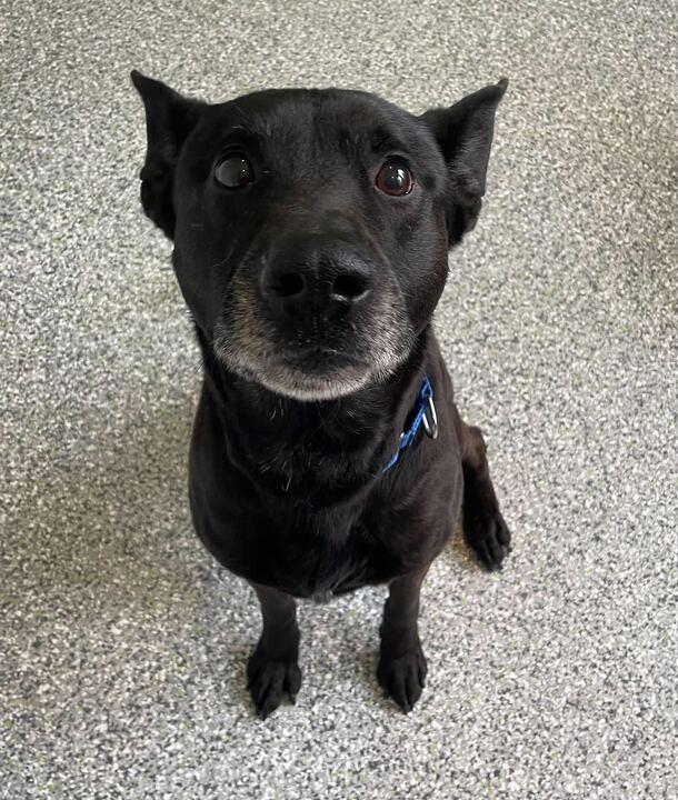 Moose, ADOPTABLE, Adult Male German Shepherd Dog & Labrador Retriever.