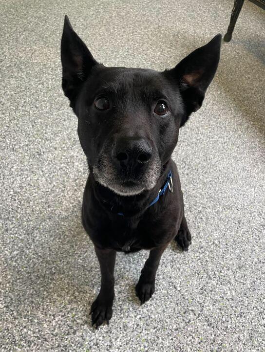 Moose, a ADOPTABLE mixed breed in Jackson, MI image 2/5