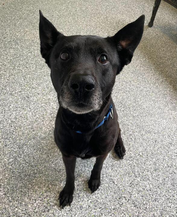 Moose, a ADOPTABLE mixed breed in Jackson, MI image 3/5