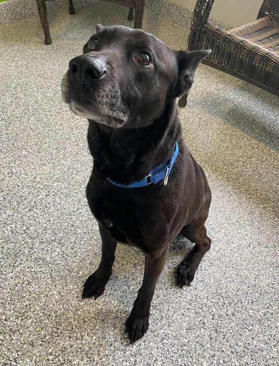 Moose, a ADOPTABLE mixed breed in Jackson, MI image 5/5
