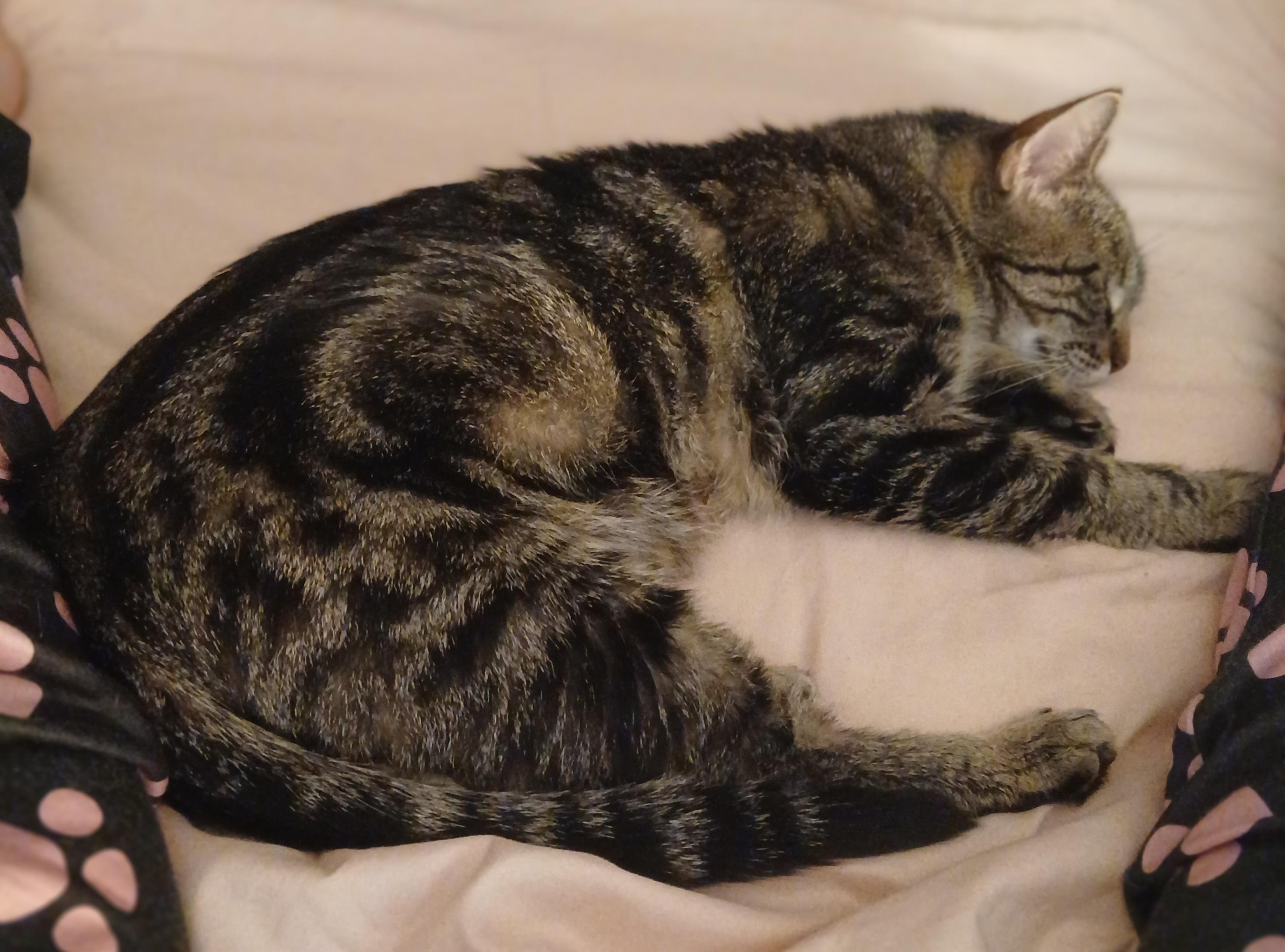 Wonder, a ADOPTABLE Domestic Short Hair in Shell Lake, WI image 2/2