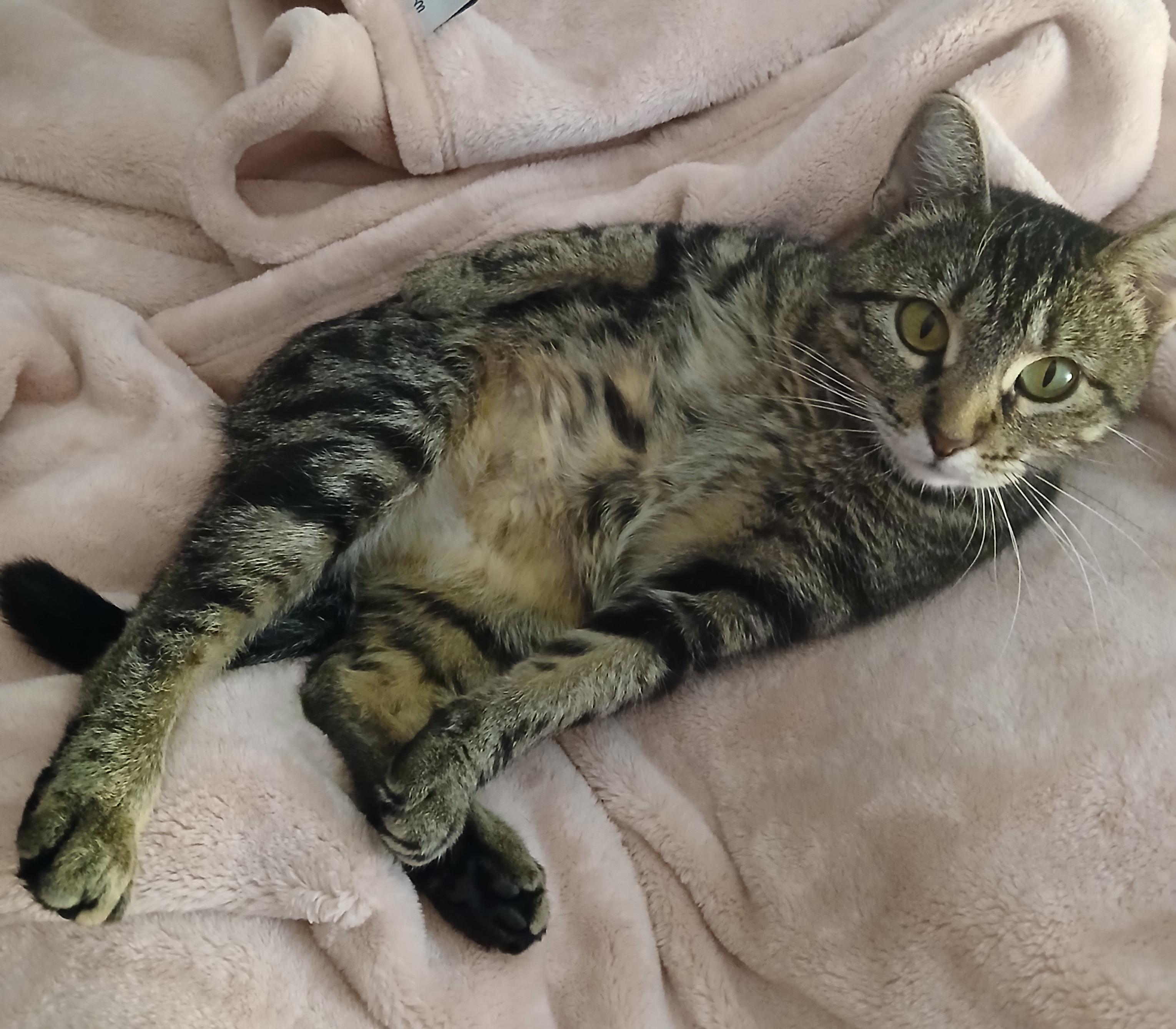 Enlarge Wonder, a ADOPTABLE Domestic Short Hair in Shell Lake, WI image 3/4