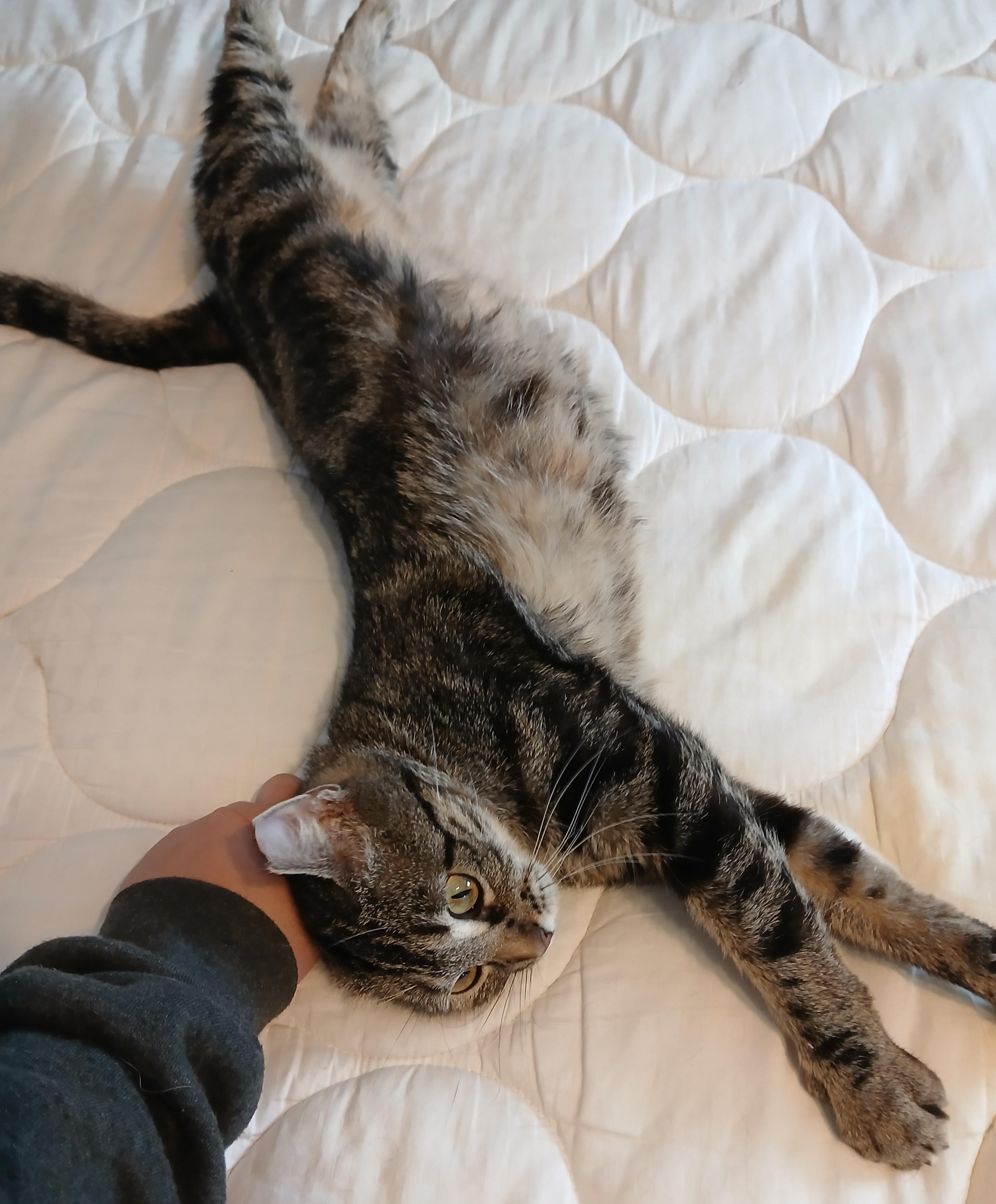 Enlarge Wonder, a ADOPTABLE Domestic Short Hair in Shell Lake, WI image 4/4