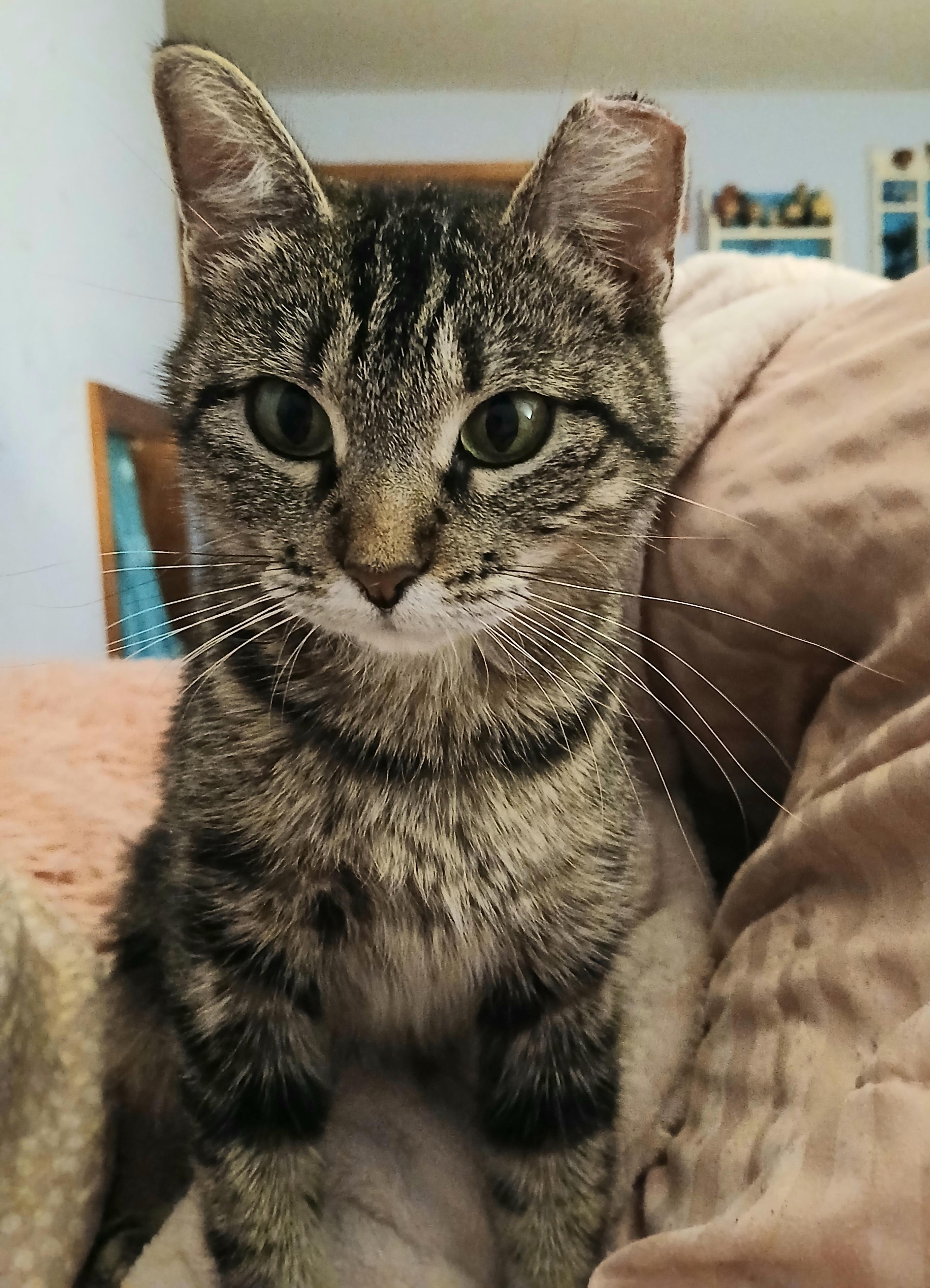 Wonder, ADOPTABLE, Adult Female Domestic Short Hair.