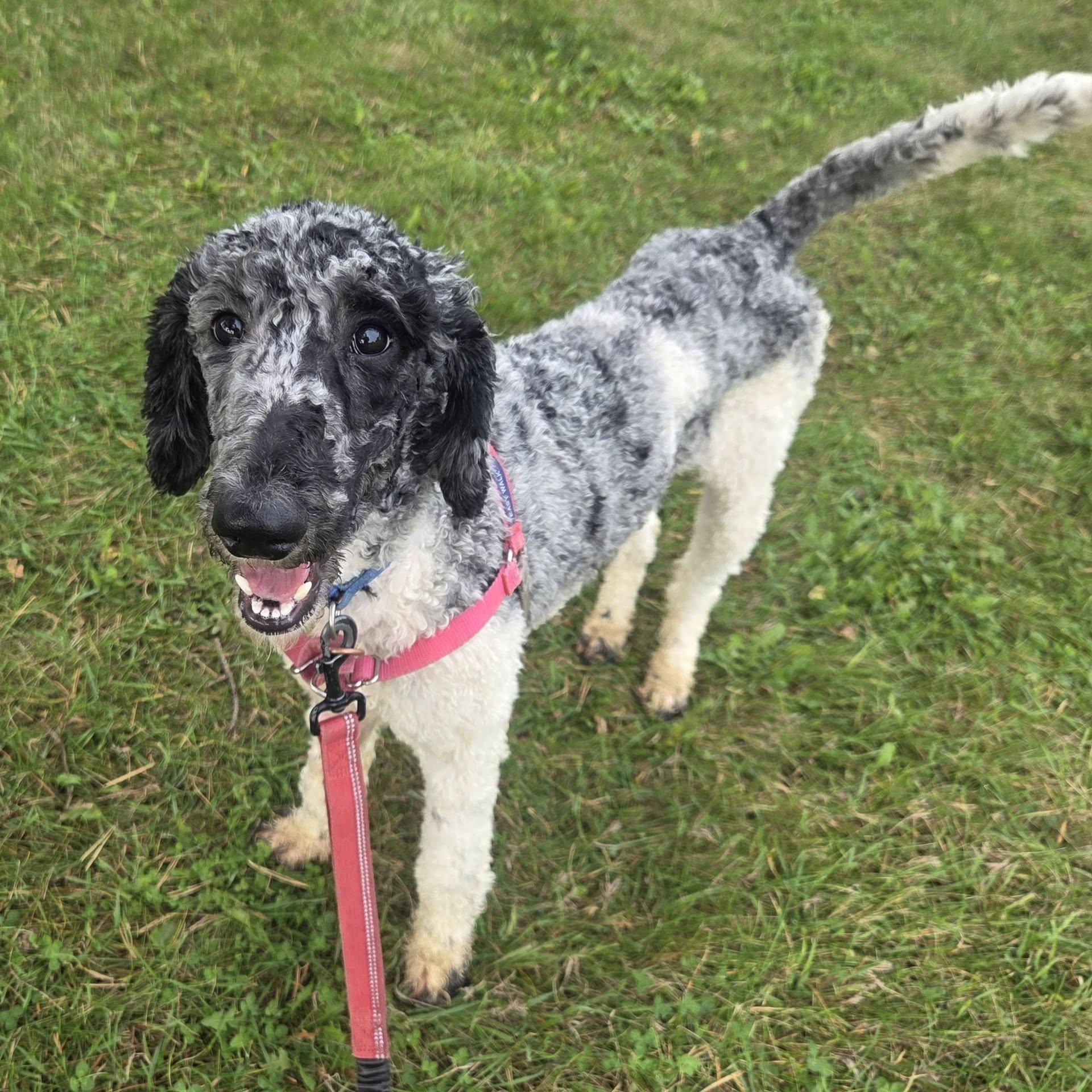 Enlarge Winnie- Foster Home Needed, a Adoptable Poodle in Hartland, WI image 4/6