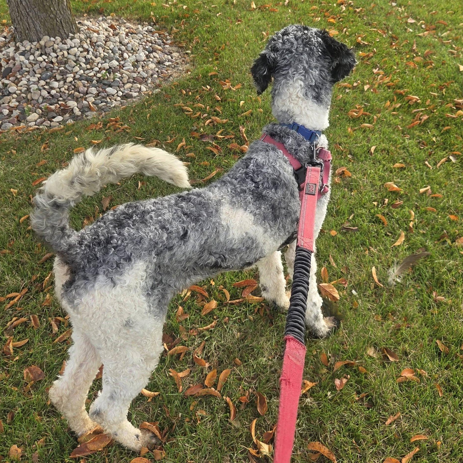 Enlarge Winnie- Foster Home Needed, a Adoptable Poodle in Hartland, WI image 5/6