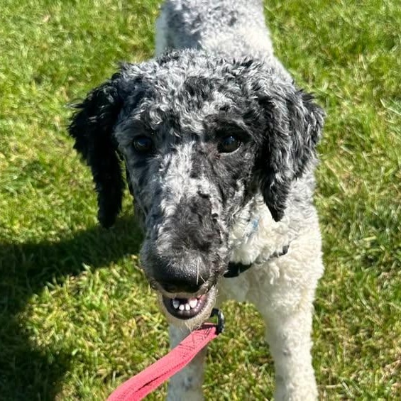 Enlarge Winnie- Foster Home Needed, a Adoptable Poodle in Hartland, WI image 2/6