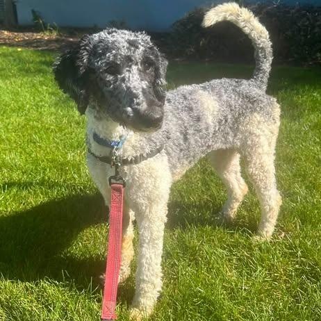 Enlarge Winnie- Foster Home Needed, a Adoptable Poodle in Hartland, WI image 3/6