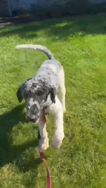 Enlarge Winnie- Foster Home Needed, a Adoptable Poodle in Hartland, WI video 6/6