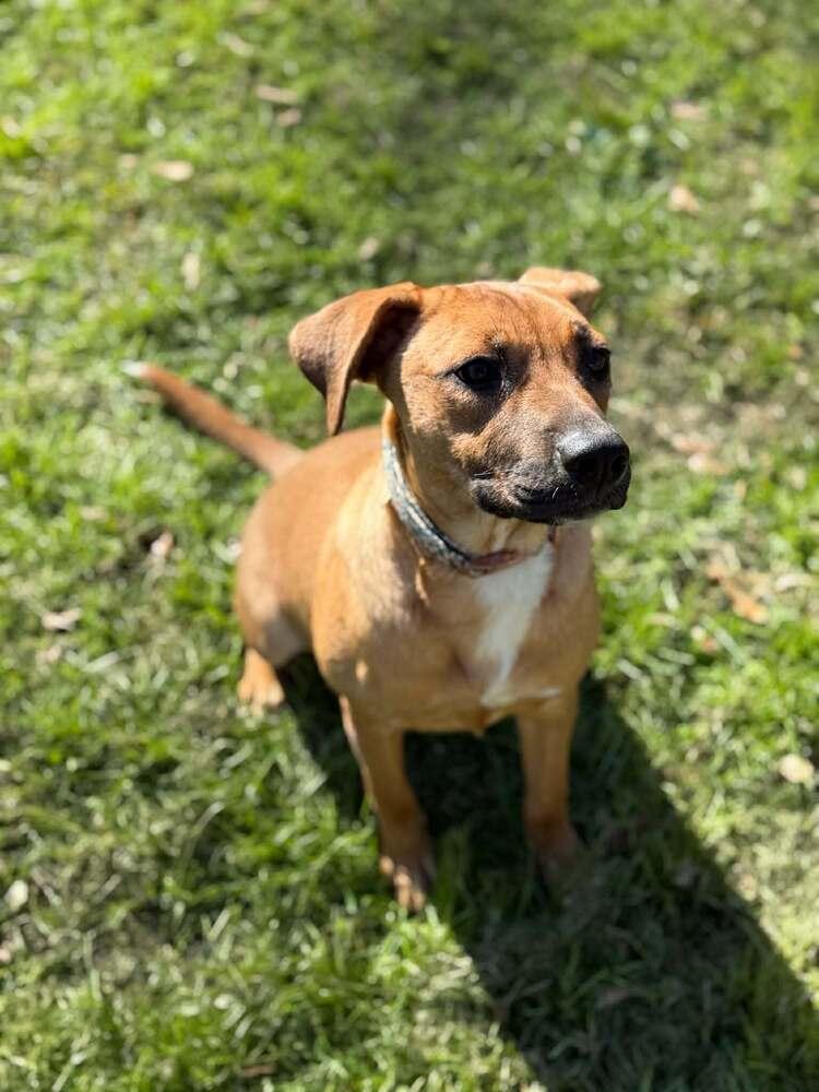 Enlarge Phoebe ( AVAILABLE 2/16), a Adoptable mixed breed in Leverett, MA image 2/2