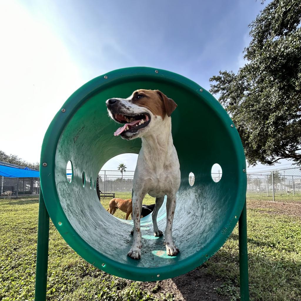 Cindy, Adoptable, Adult Female Pointer & Mixed Breed.