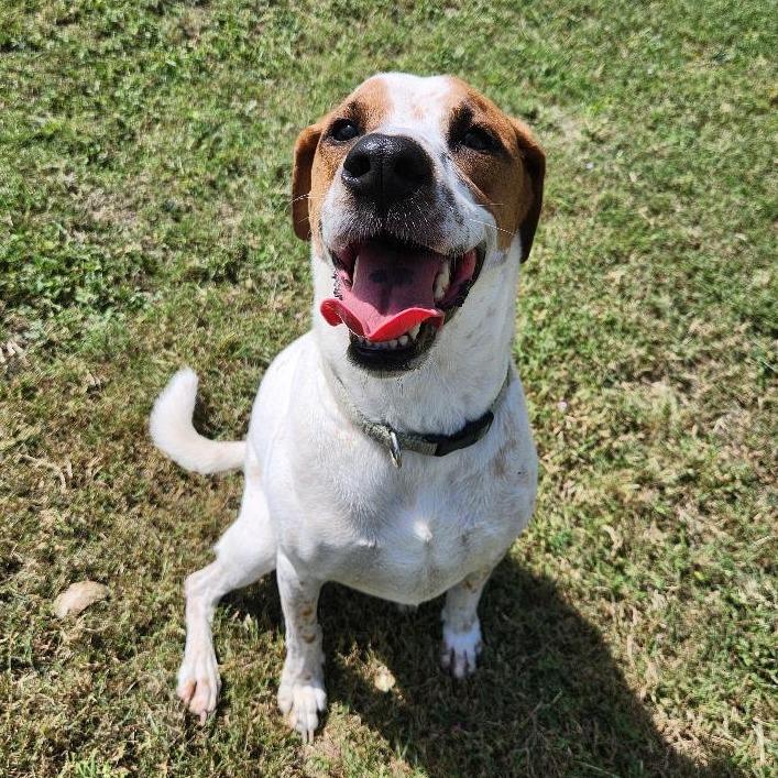 Enlarge Cindy, a Adoptable mixed breed in Corpus Christi, TX image 2/5