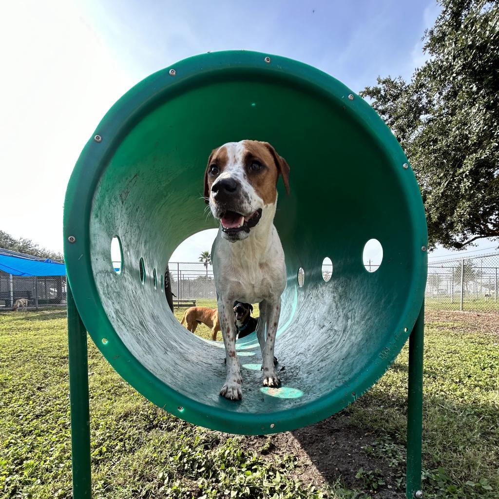 Enlarge Cindy, a Adoptable mixed breed in Corpus Christi, TX image 3/5
