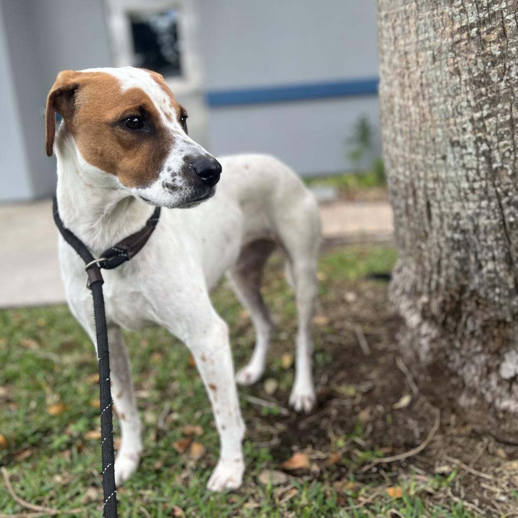 Enlarge Cindy, a Adoptable mixed breed in Corpus Christi, TX image 4/5