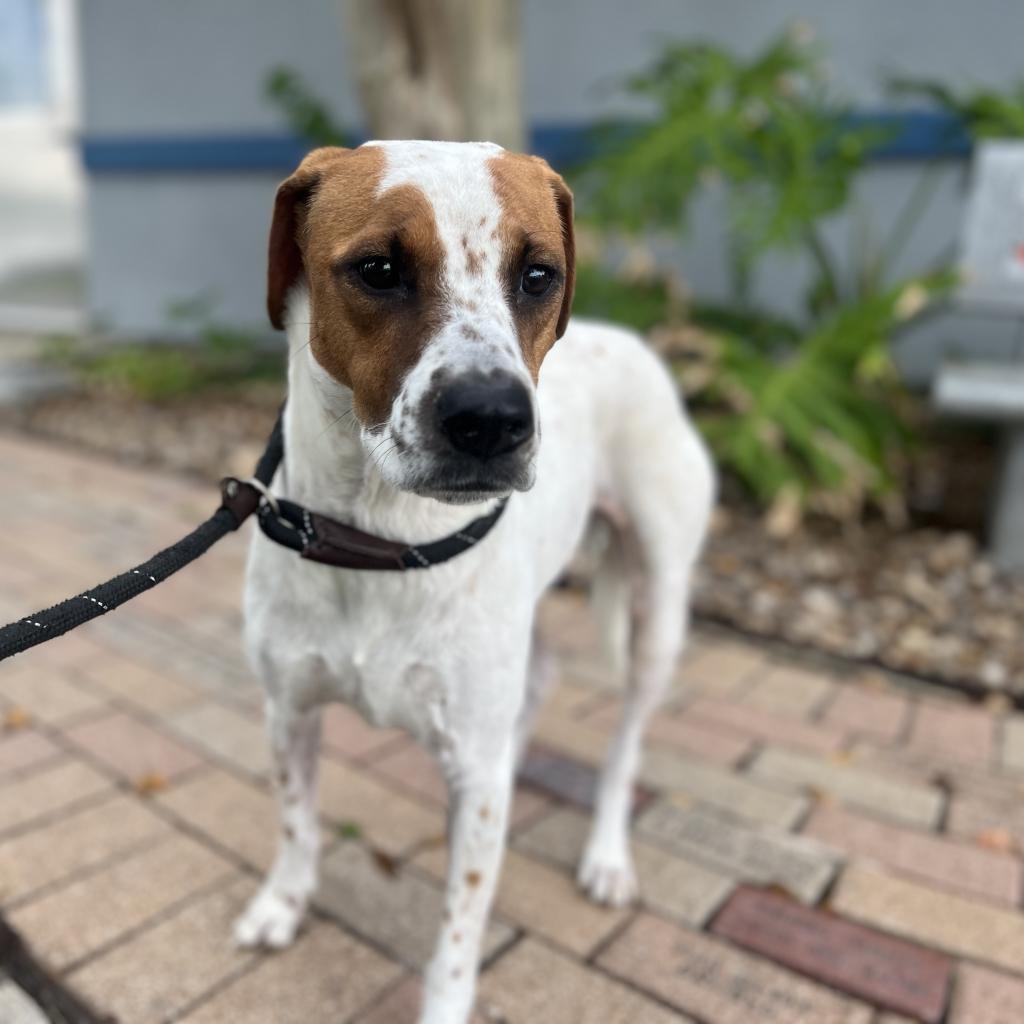Enlarge Cindy, a Adoptable mixed breed in Corpus Christi, TX image 5/5
