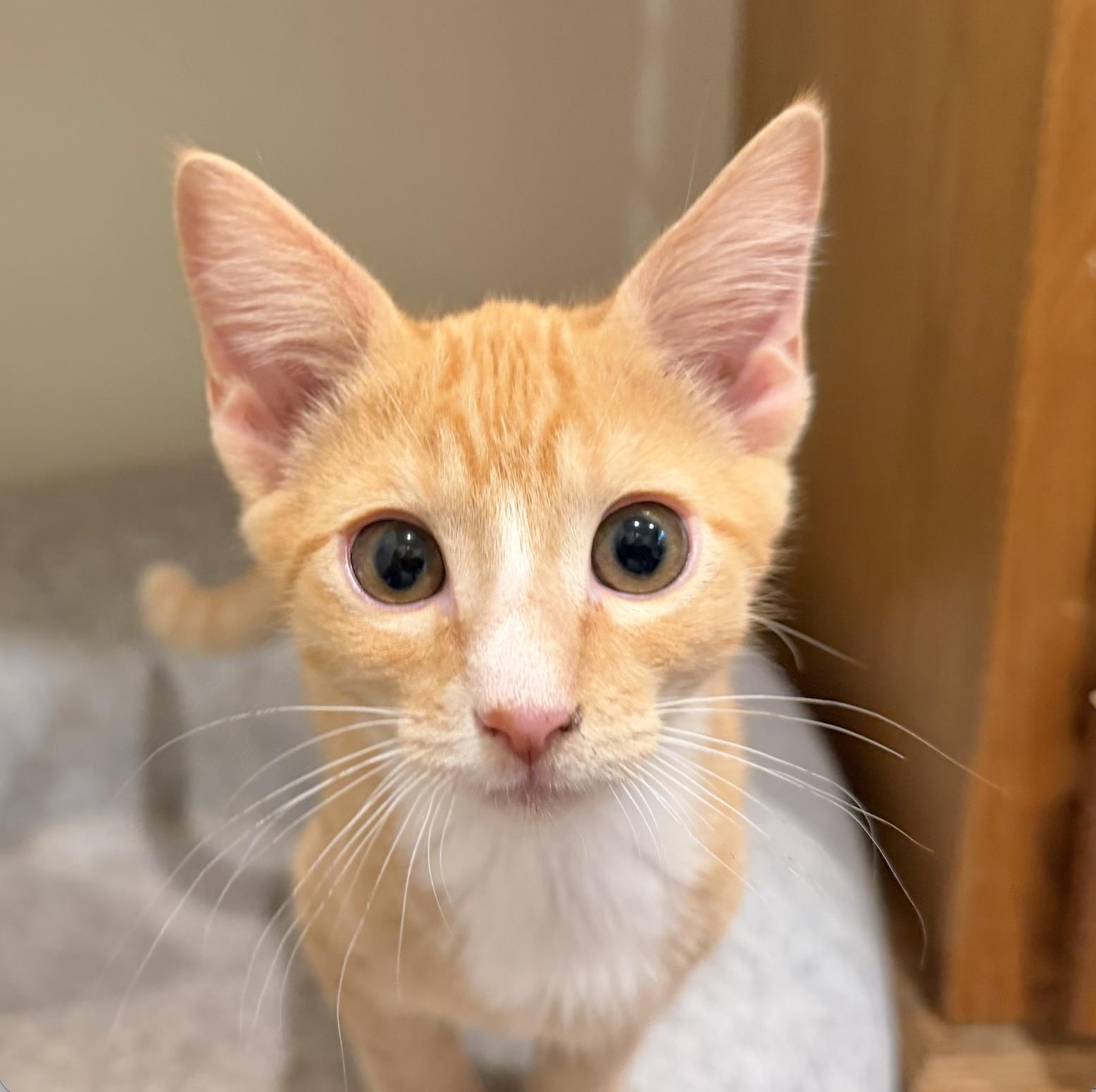 Rocket, Adoptable, Kitten Male Domestic Short Hair.