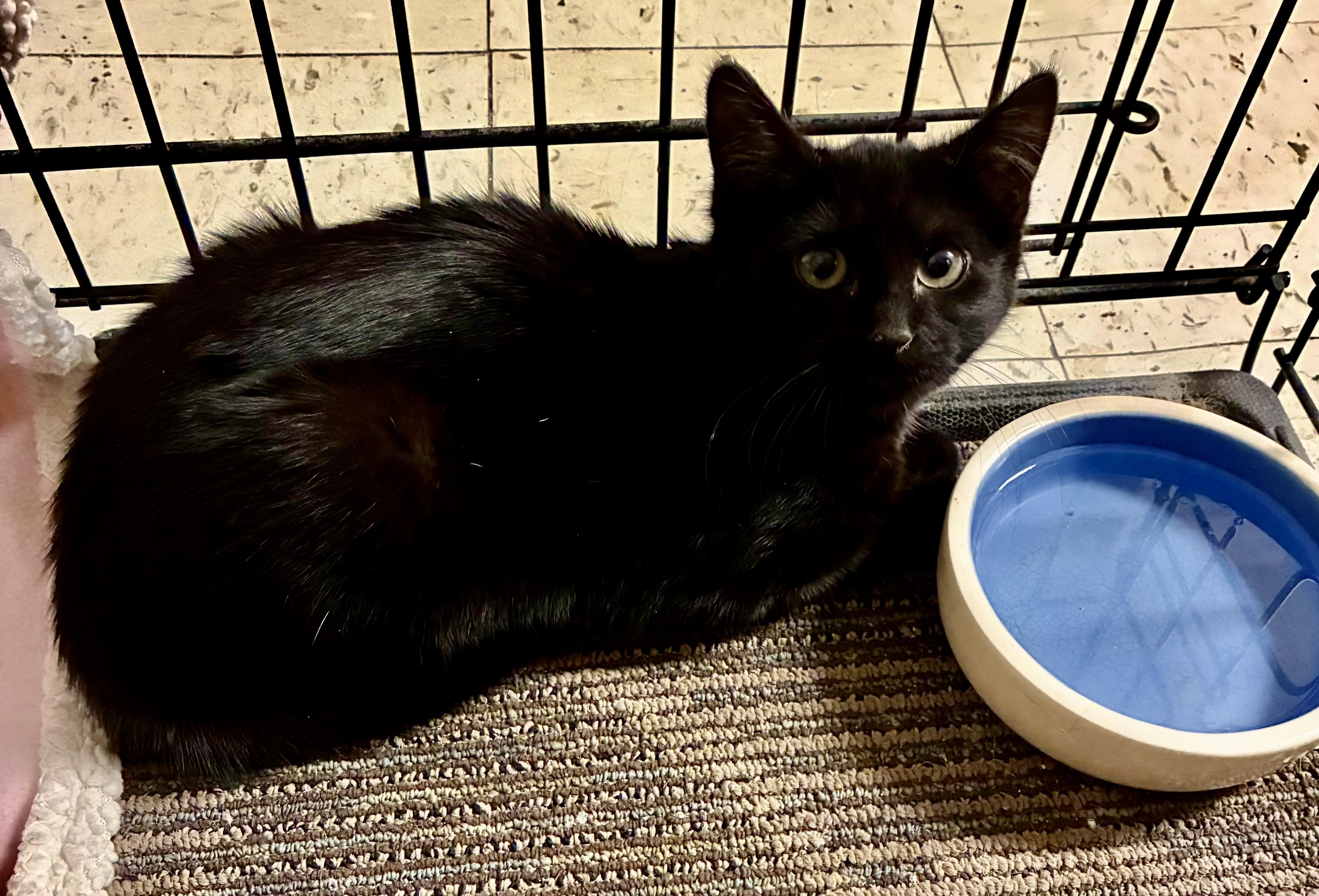 Enlarge Minka, a Adoptable Domestic Short Hair in River Edge, NJ image 2/6