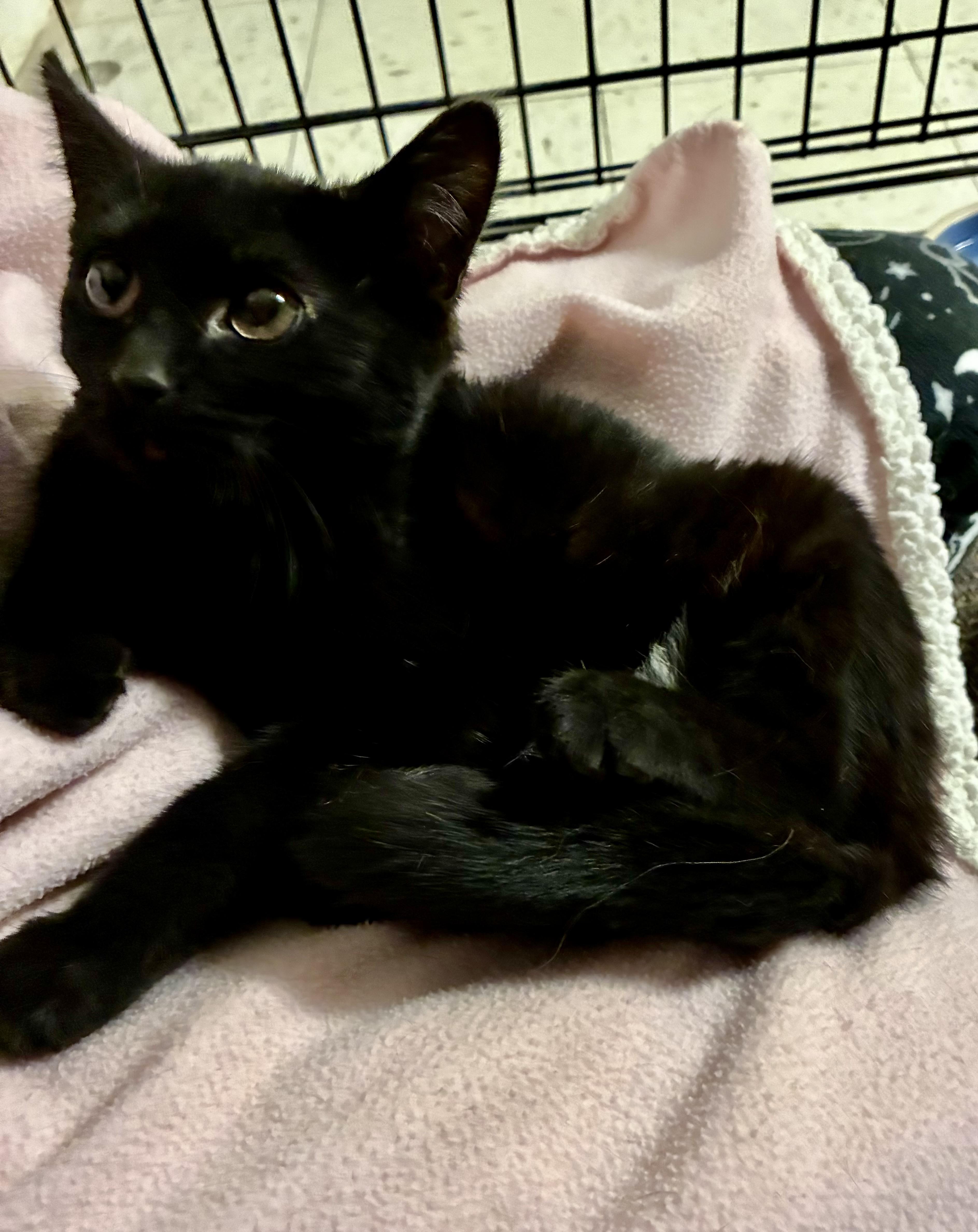 Enlarge Minka, a Adoptable Domestic Short Hair in River Edge, NJ image 3/6