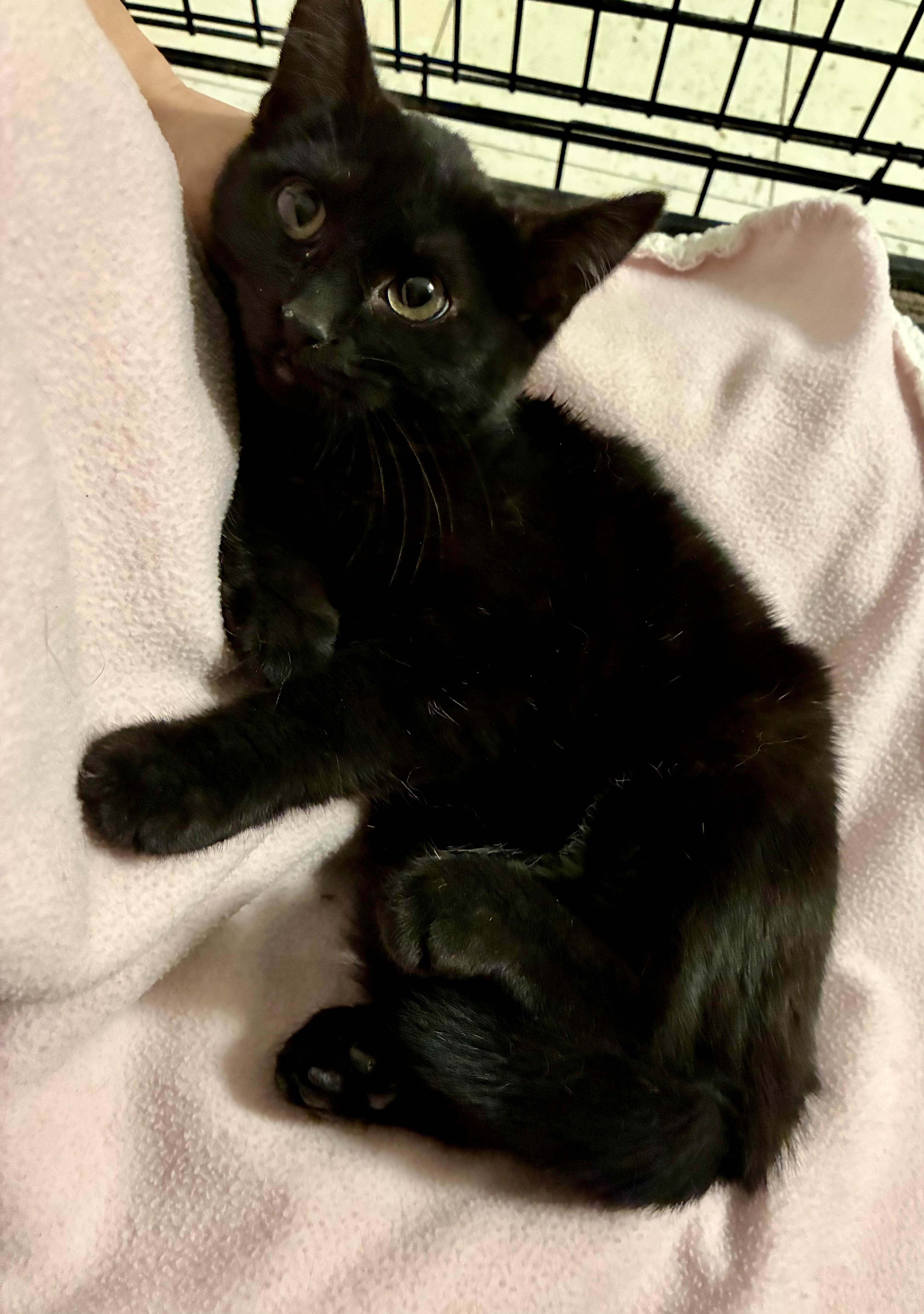 Enlarge Minka, a Adoptable Domestic Short Hair in River Edge, NJ image 4/6